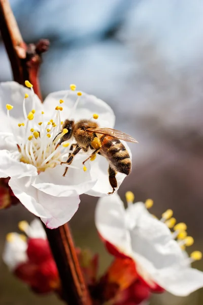 stock image First bee