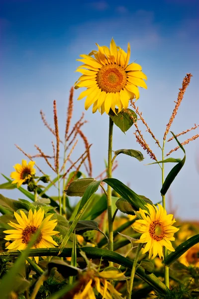 Жовті соняшники над блакитним небом — стокове фото
