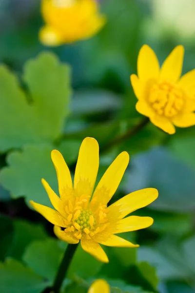 Žlutý květ, zelené trávě — Stock fotografie