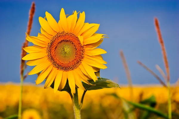 Gelbe Sonnenblumen über blauem Himmel — Stockfoto