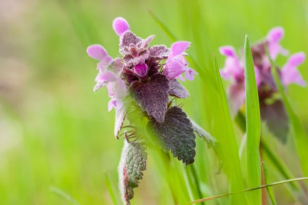 緑の芝生の上の紫色の deadnettle 花 — ストック写真