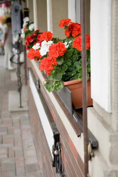 Çiçeklerle süslenmiş penceresi — Stok fotoğraf