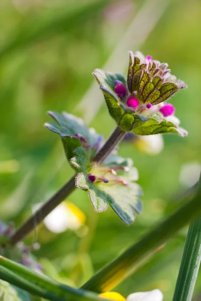 Cardamine wild flower — Stock Photo, Image