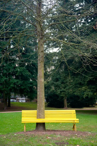 stock image Bench with high tree