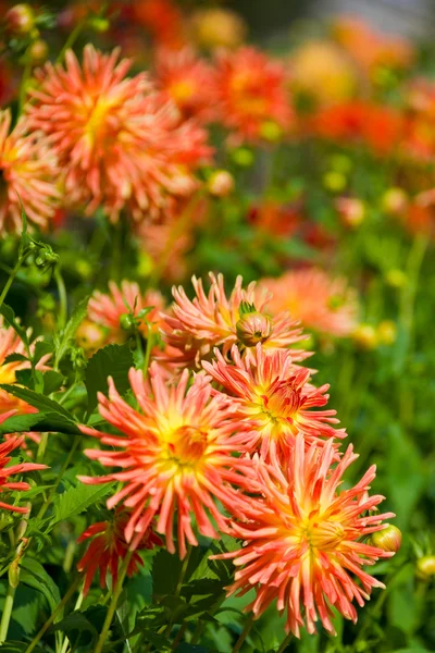 Gula och orange dahlia blommor — Stockfoto