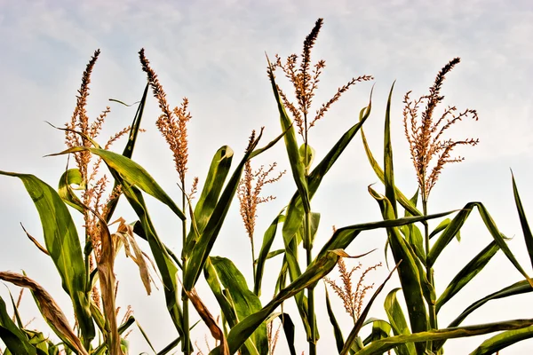 Stock image Corn crops