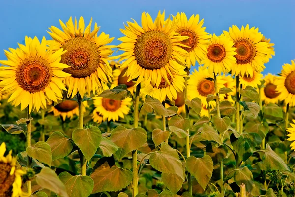 Žluté slunečnice nad modrá obloha — Stock fotografie