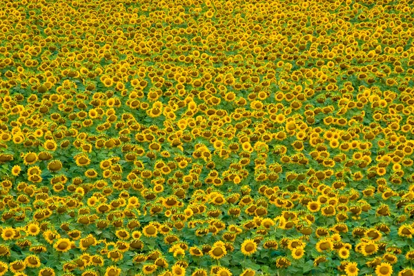 stock image Sunflowers field