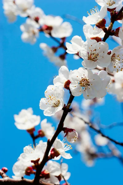 Aprikosenbaum über blauem Himmel — Stockfoto