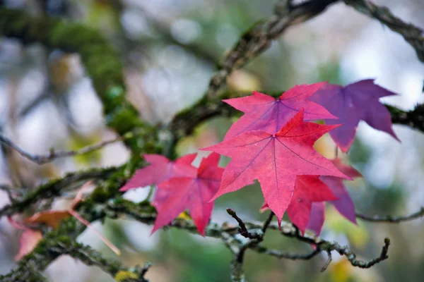 紫のカエデの葉 — ストック写真