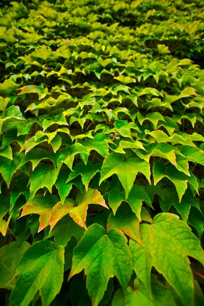 Fundo das folhas de uva — Fotografia de Stock