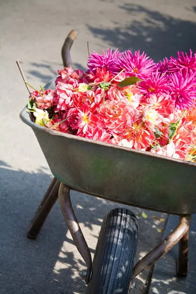 Gardener wheelbarrow with flower heads — Stock Photo, Image