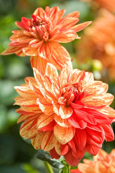 Gele en oranje aster bloemen — Stockfoto