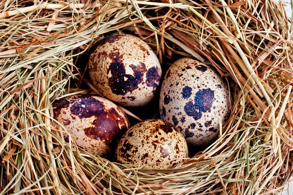 Птичье гнездо с четырьмя яйцами — стоковое фото
