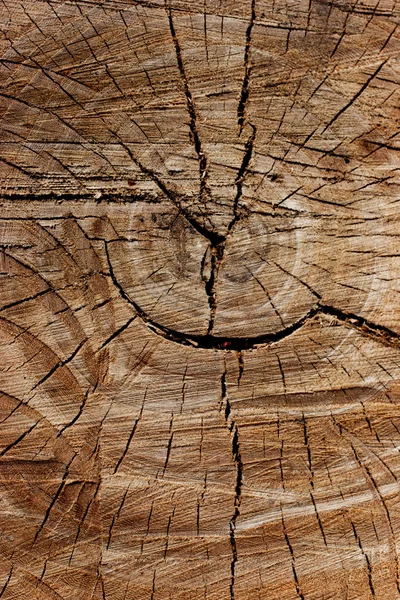 Gesneden houten log macro — Stockfoto