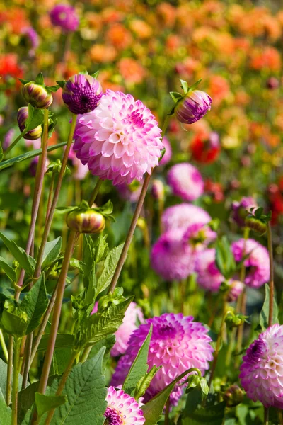 大きな赤いダリアの花 — ストック写真