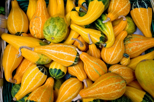 stock image Pumpkins