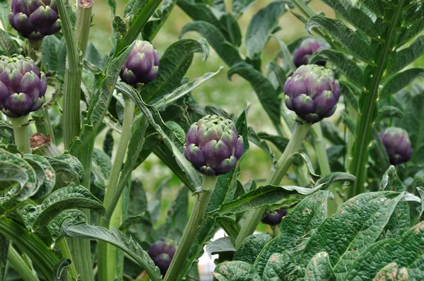 stock image Artichoke plants vegetables