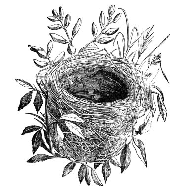 Bird nest vintage illustration clipart