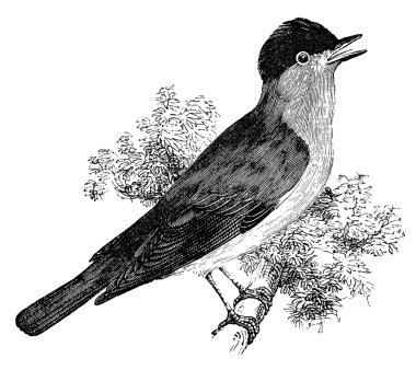 Blackcap bird vintage illustration clipart