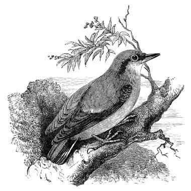 Nuthatch bird vintage illustration clipart