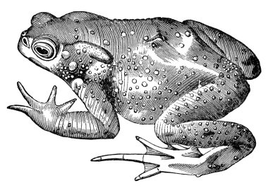 Toad frog vintage illustration clipart