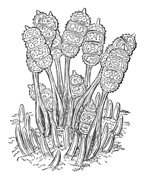 ブランブル葉ブランド顕微鏡植物ビンテージ図 — ストック写真