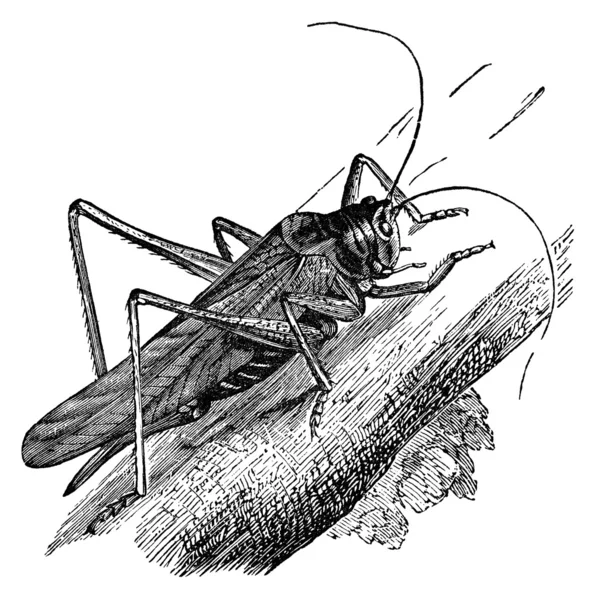 Grasshopper ilustração do vintage — Fotografia de Stock