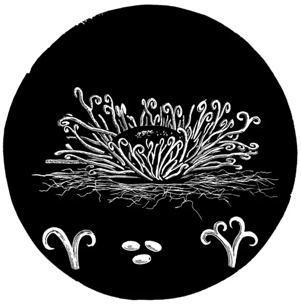 メープル枯れ顕微鏡植物ビンテージ図 — ストック写真