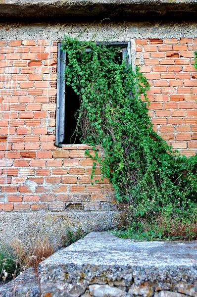 Plant groeit door raam — Stockfoto