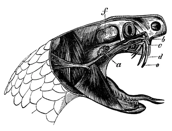 Viper змія старовинна ілюстрація — стокове фото