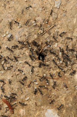 karınca işçiler larva yuvadan taşırlar.