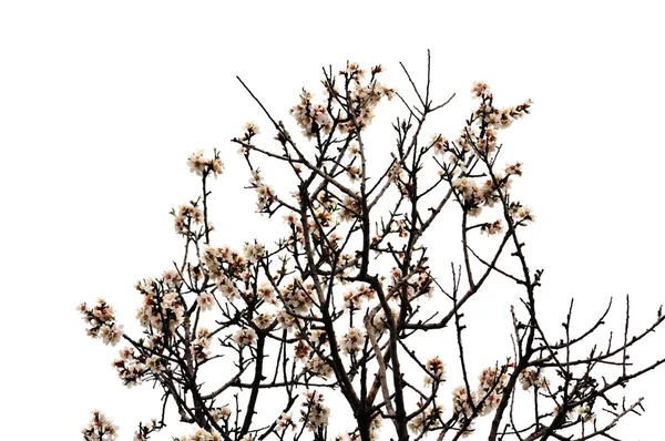 アーモンドの木の花春の季節 — ストック写真