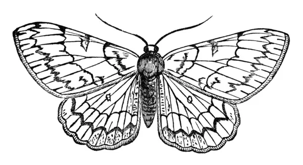 Motýl vintage ilustrace — Stock fotografie