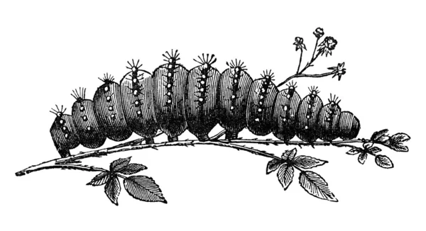 Caterpillar vintage illüstrasyon — Stok fotoğraf