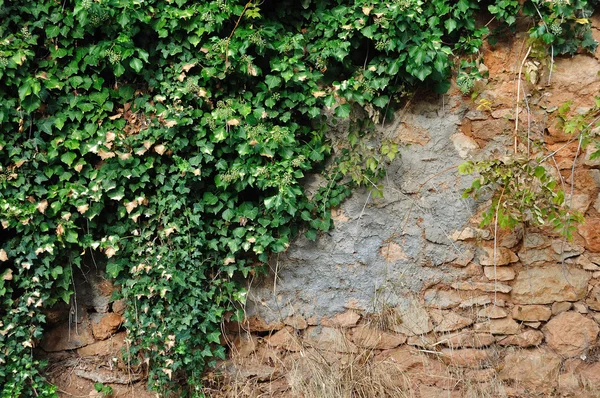 Planta de hiedra en pared de piedra gruesa —  Fotos de Stock