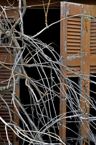 Tangled branches and broken window shutter — Stock Photo, Image