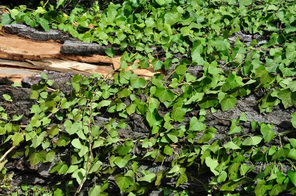 Зелений фон рослини плюща і стовбур дерева — стокове фото