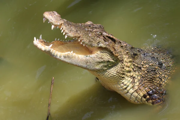 O crocodilo-de-coruja — Fotografia de Stock