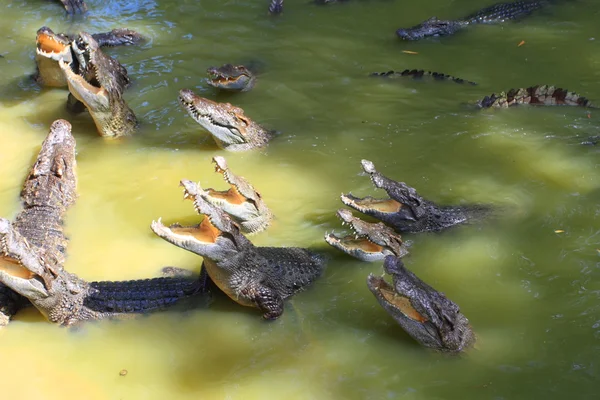 stock image Крокодил Crocodile