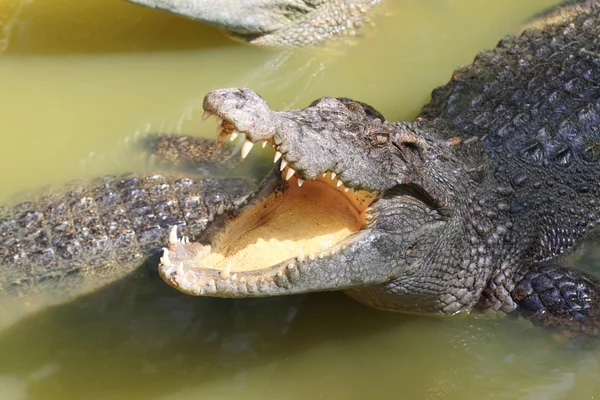 Крокодил Crocodile Stock Snímky