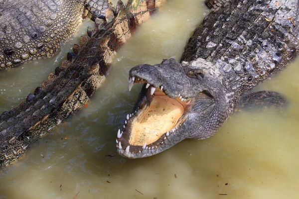 Крокодил Crocodile Stock Fotografie
