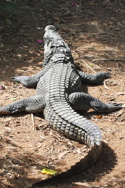 Крокодил Crocodile Royalty Free Stock Obrázky