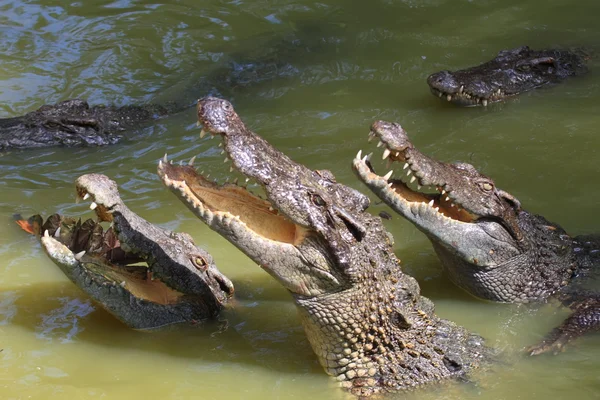 Крокодил Crocodile Stock Obrázky