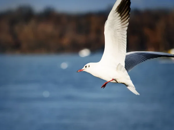 Flying Gull — Stock Photo, Image