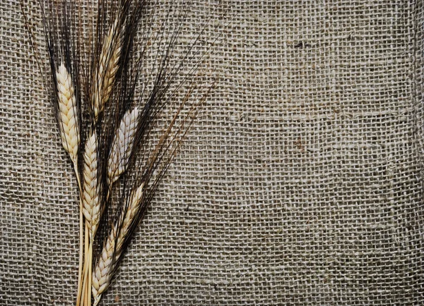Portions de blé — Photo