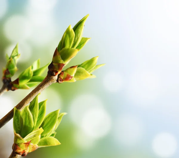 stock image Green Bud