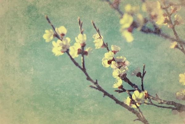 Vintage fleur de cerisier — Photo