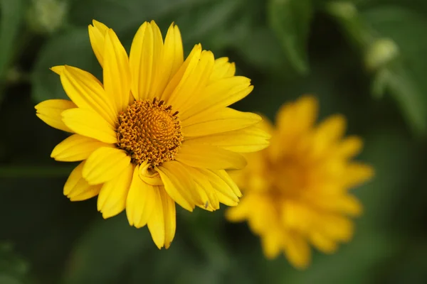 Arnica. — Foto de Stock