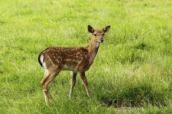 stock image Doe cub in zoo